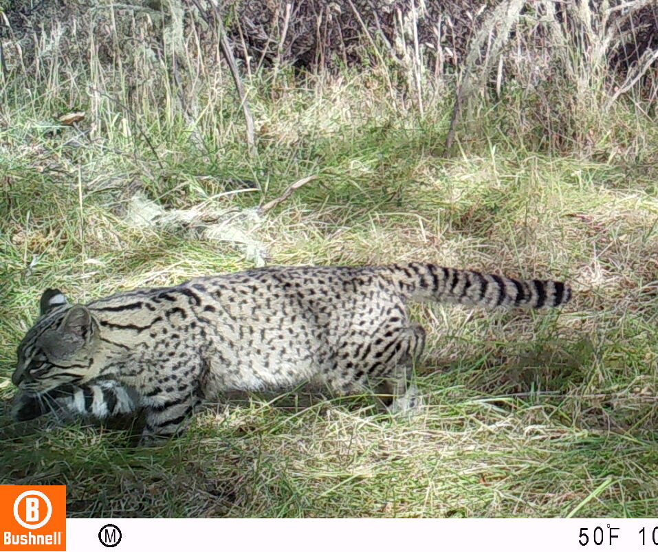 Gato geoffroy (Leopardus geoffroyi)